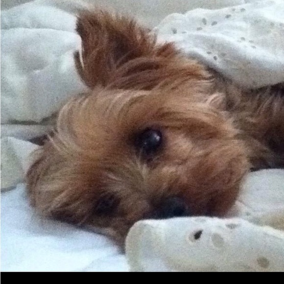 yorkielover0218